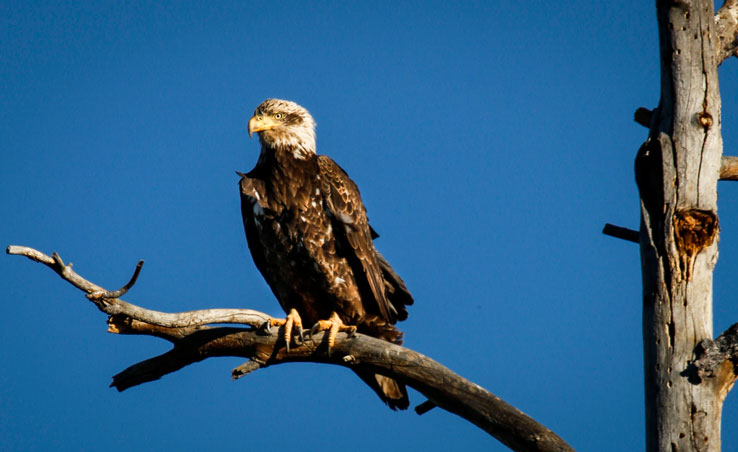 eaglehortPSi