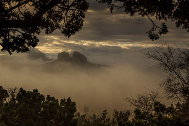 fogtreePSi