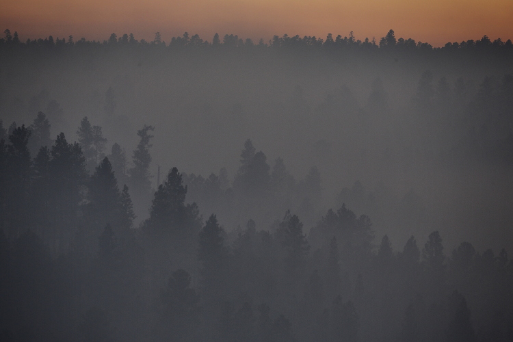 smoky trees2_Ssi