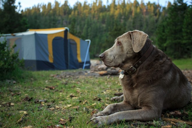 journey tent turnPSi