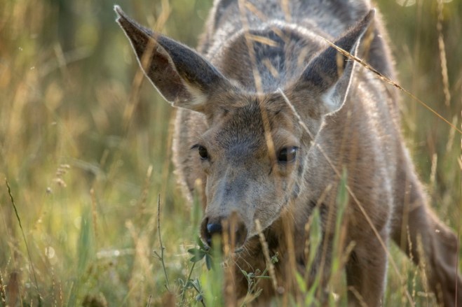 deersniffPSi
