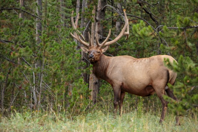elktreePSi