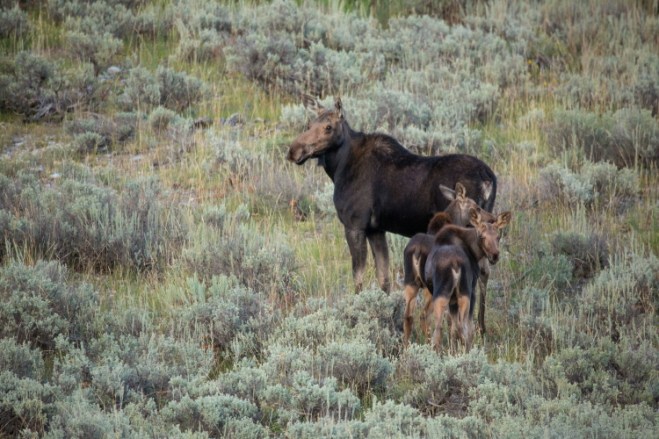 moosebabesPSi