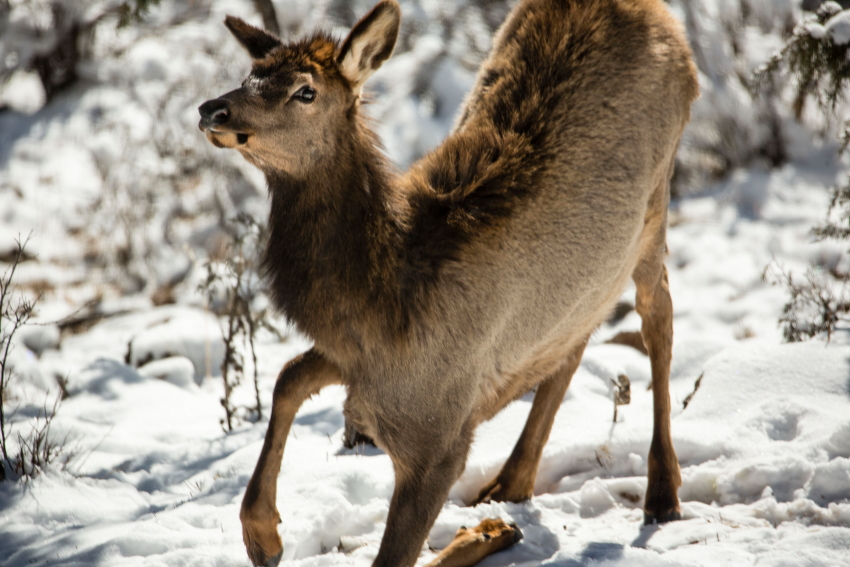 elk kneelPSi.JPG