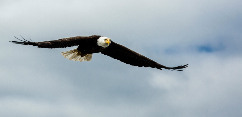 eagleglidePS_1i.JPG