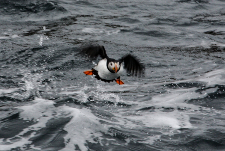 puffinon2PSi.JPG