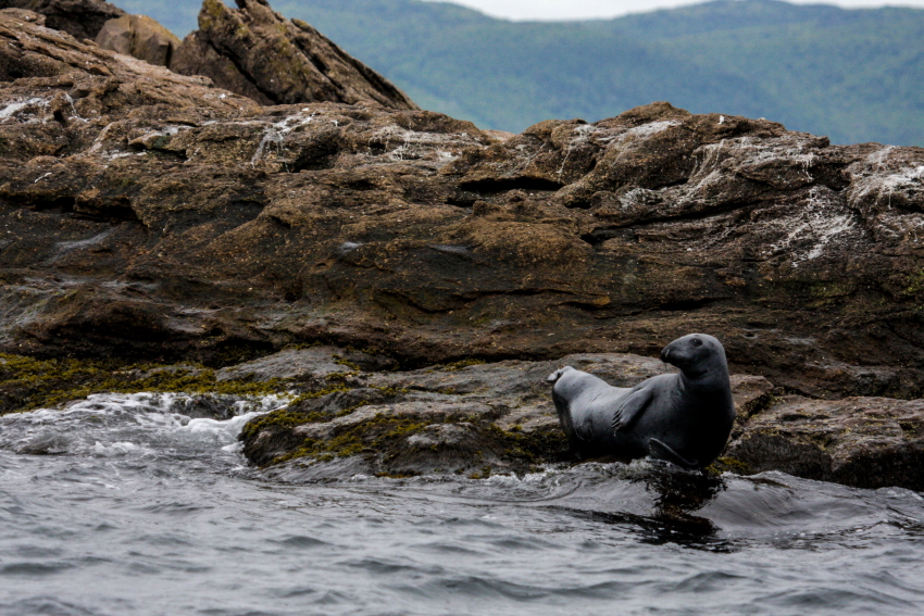 sealbayPSi.JPG
