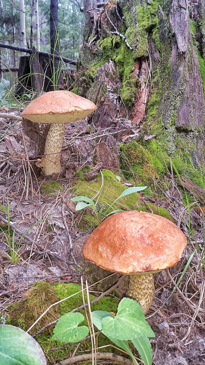 aspenbolete_Ssi.JPG