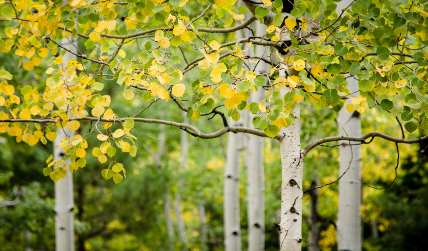 aspen canopyPSi.JPG