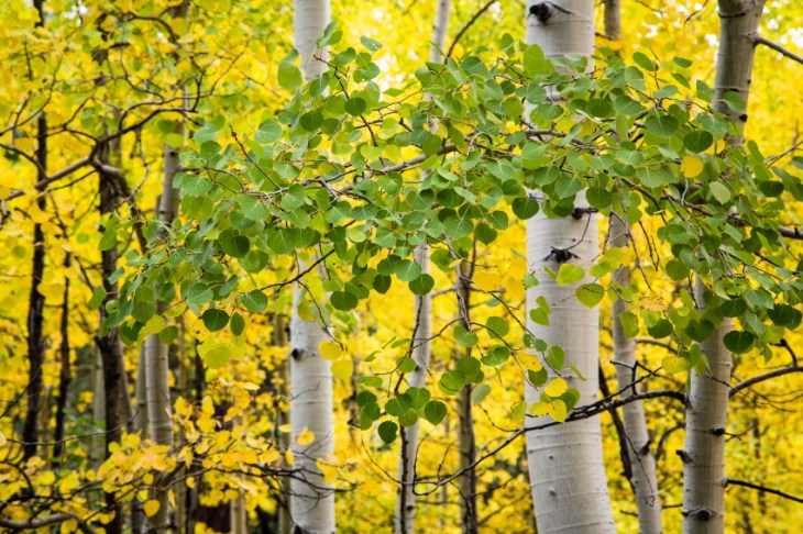 aspen grnoyellPSi.JPG