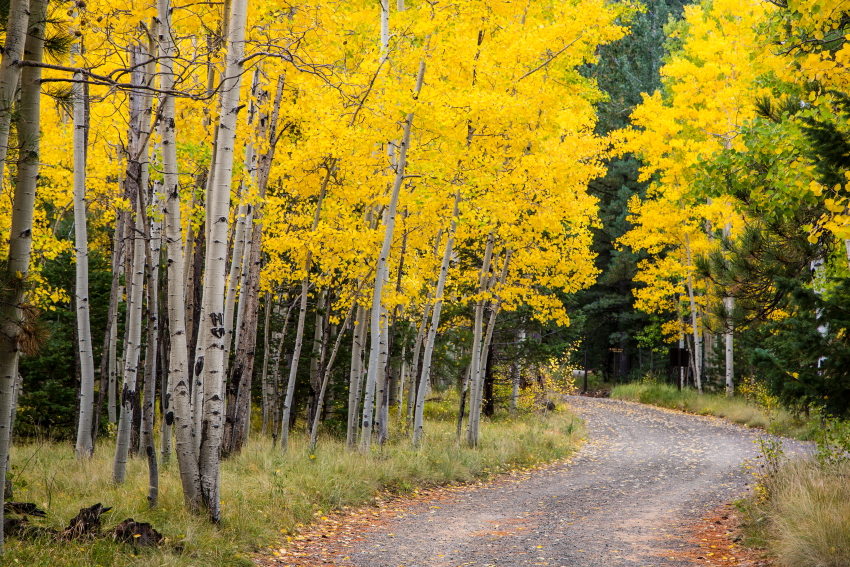 aspen roadPSi.JPG