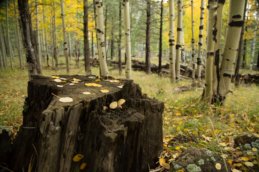 aspenstump3PSi.JPG