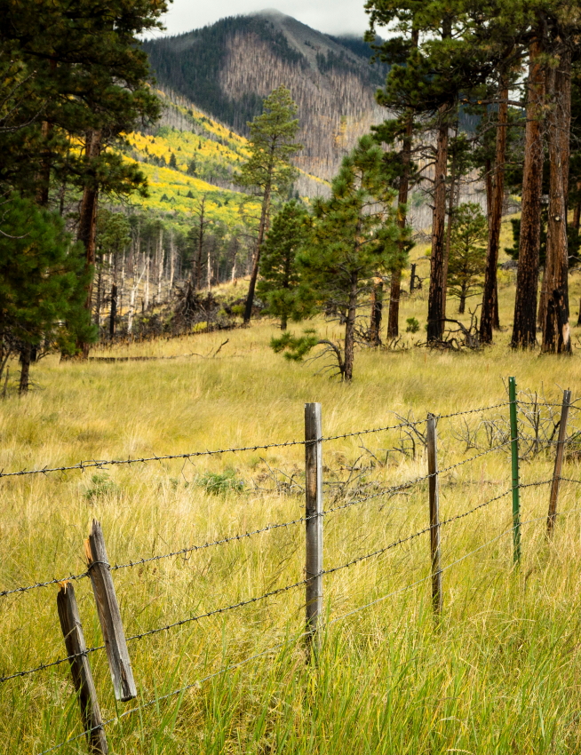 fencegrassPSi.JPG