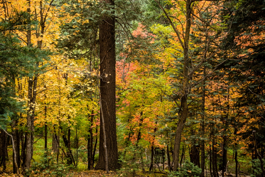 forestcolorPSi.JPG