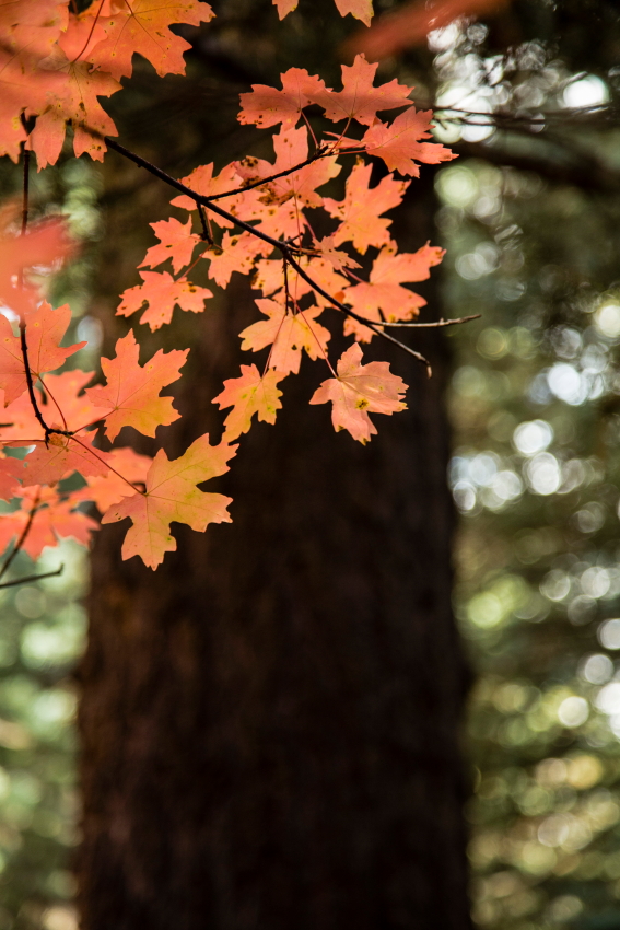 salmon maple vertPSi.JPG