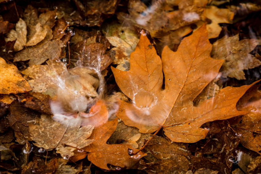 leafsplash2PSi.JPG