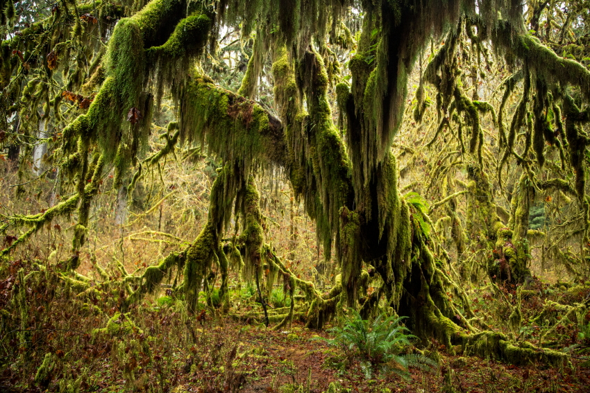 swamptreePSi.JPG