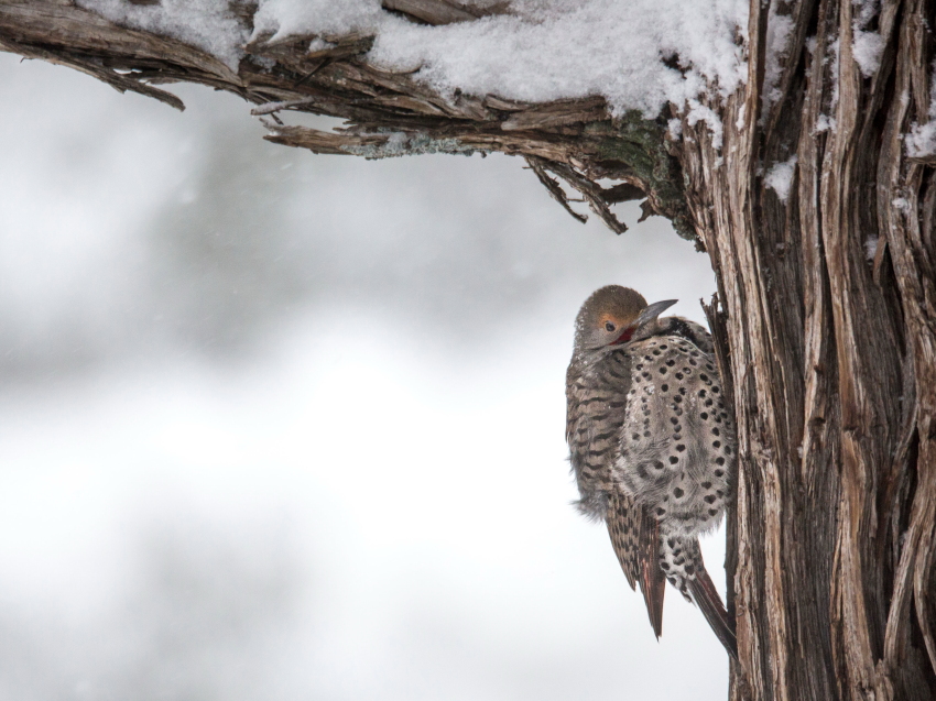 coldflicker cloPSi.JPG