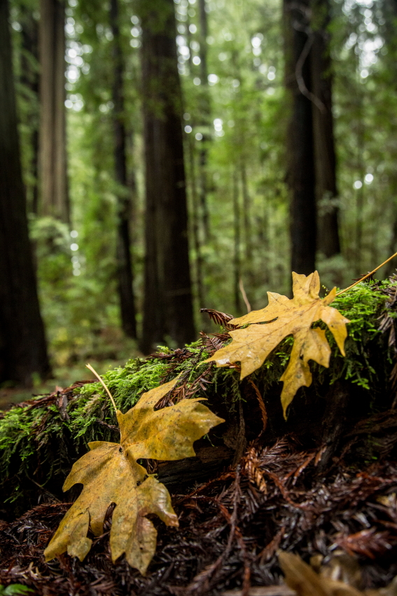 maple redwoods vertPSi.JPG