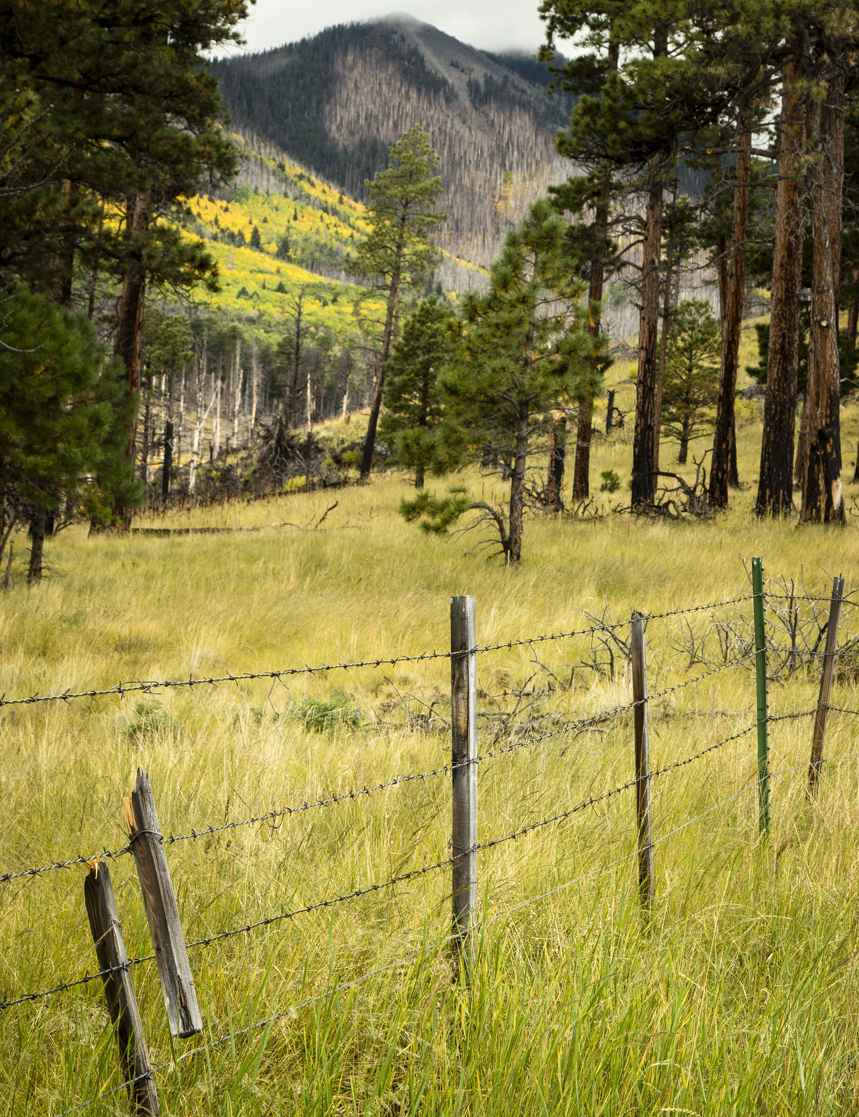 fencegrassPS.jpg