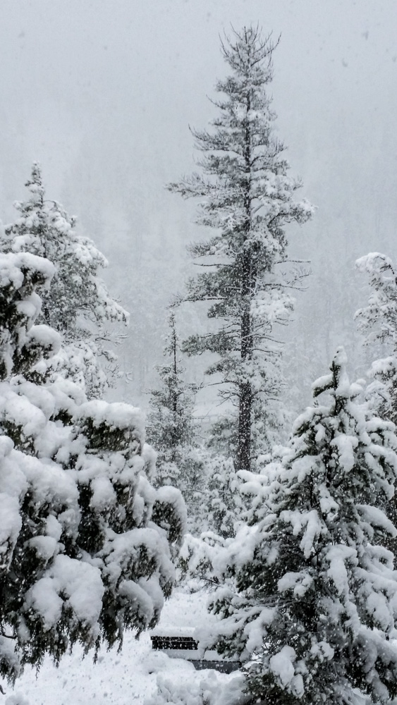 snowtreetall_IR.jpg