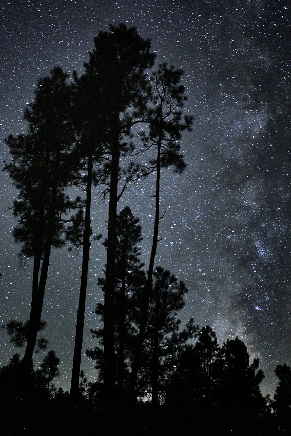 startrees vert_Ssi.JPG