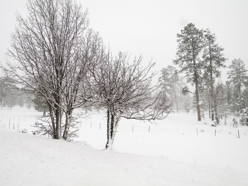 twinsnowtreesPSi.JPG