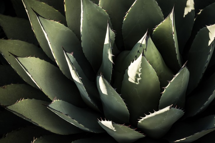 agave clos hort_IR.jpg