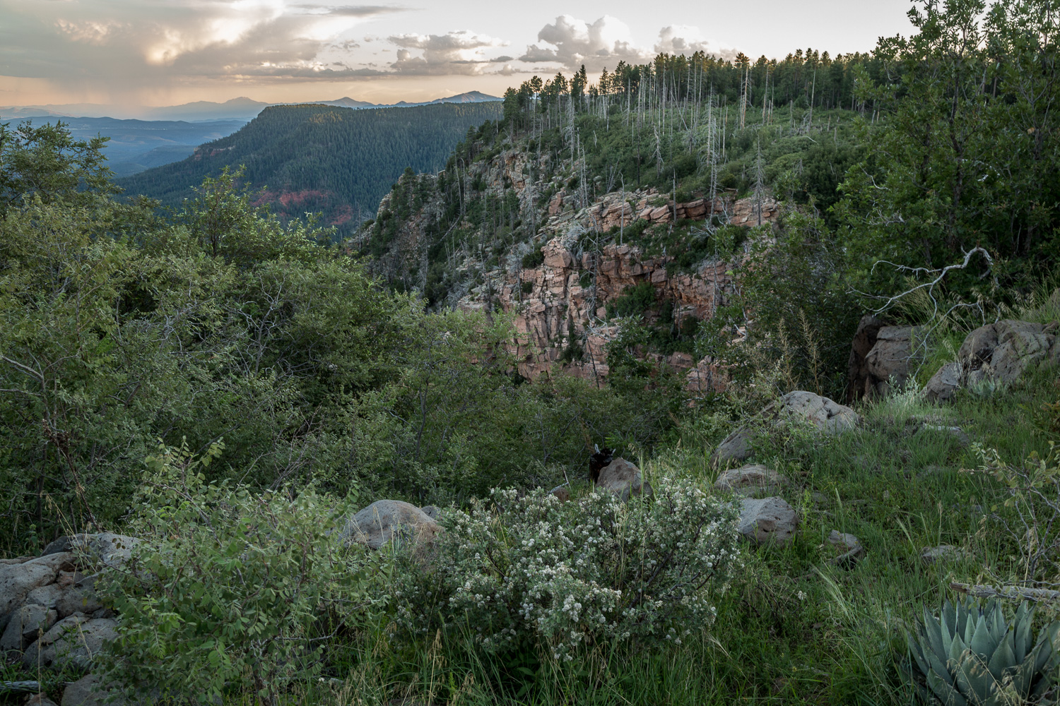 ridge agave_IR.jpg