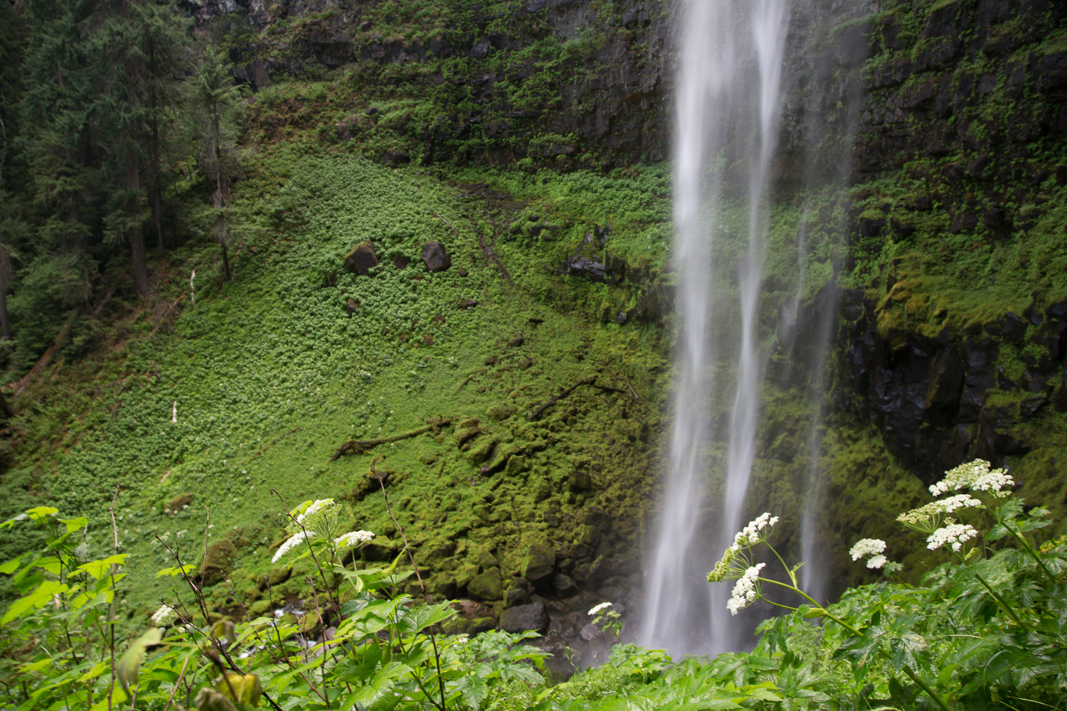 watson falls flowers_LR_IR.jpg