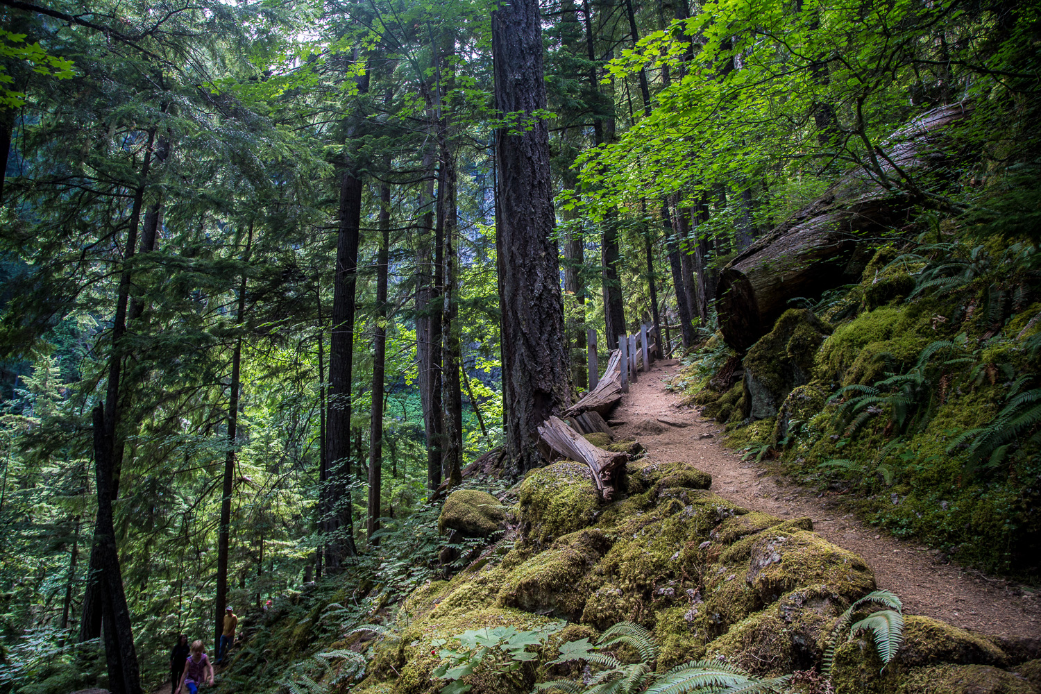 watson path_LR_IR.jpg