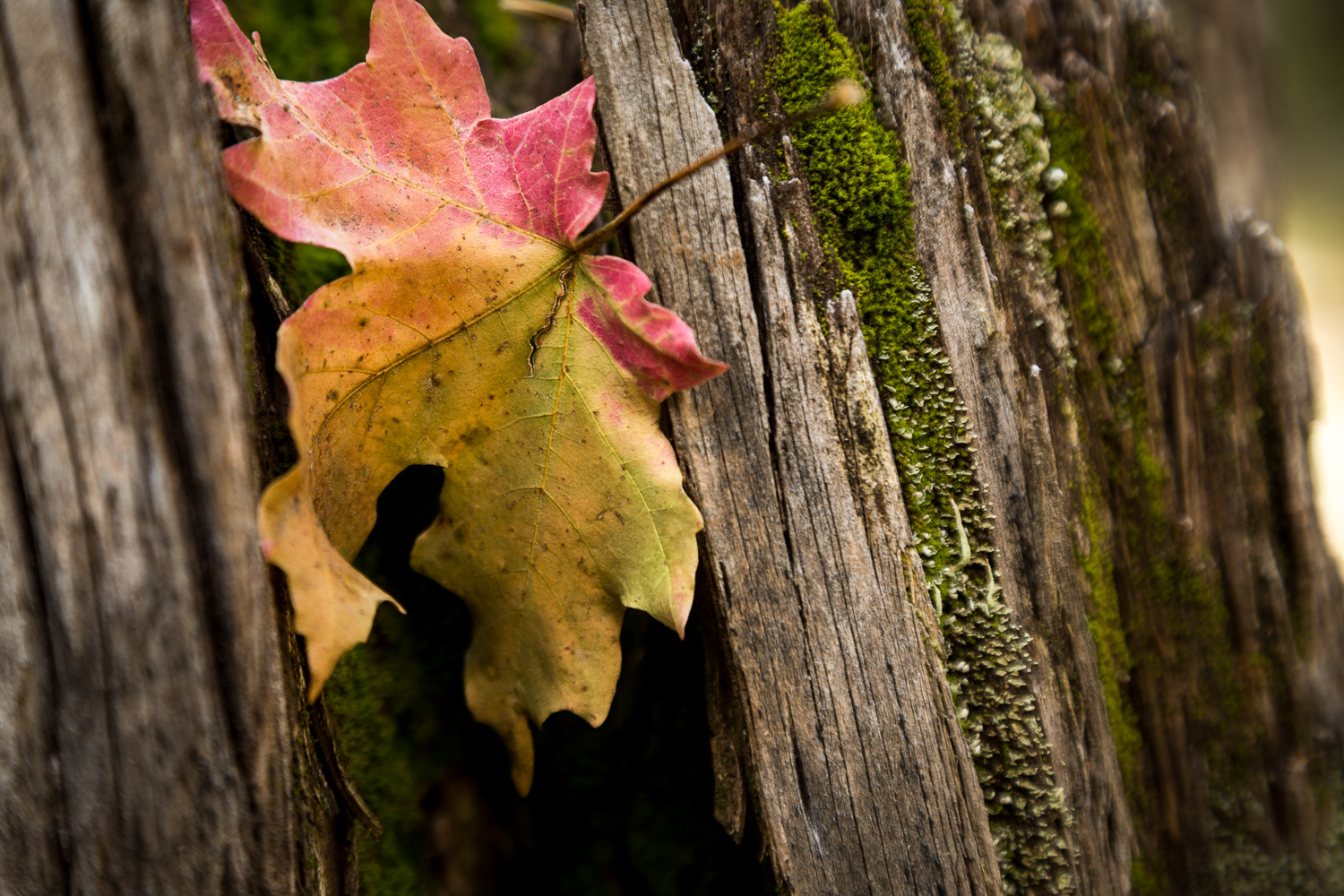 fallen leaf stump_IR.jpg