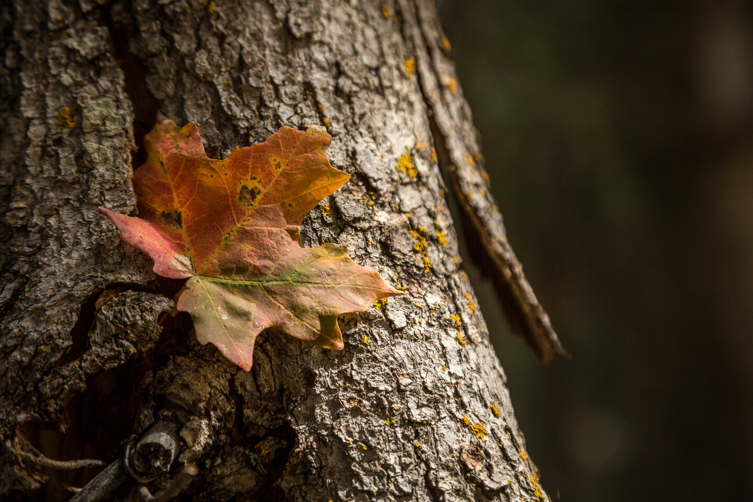 maple bark2_IR.jpg