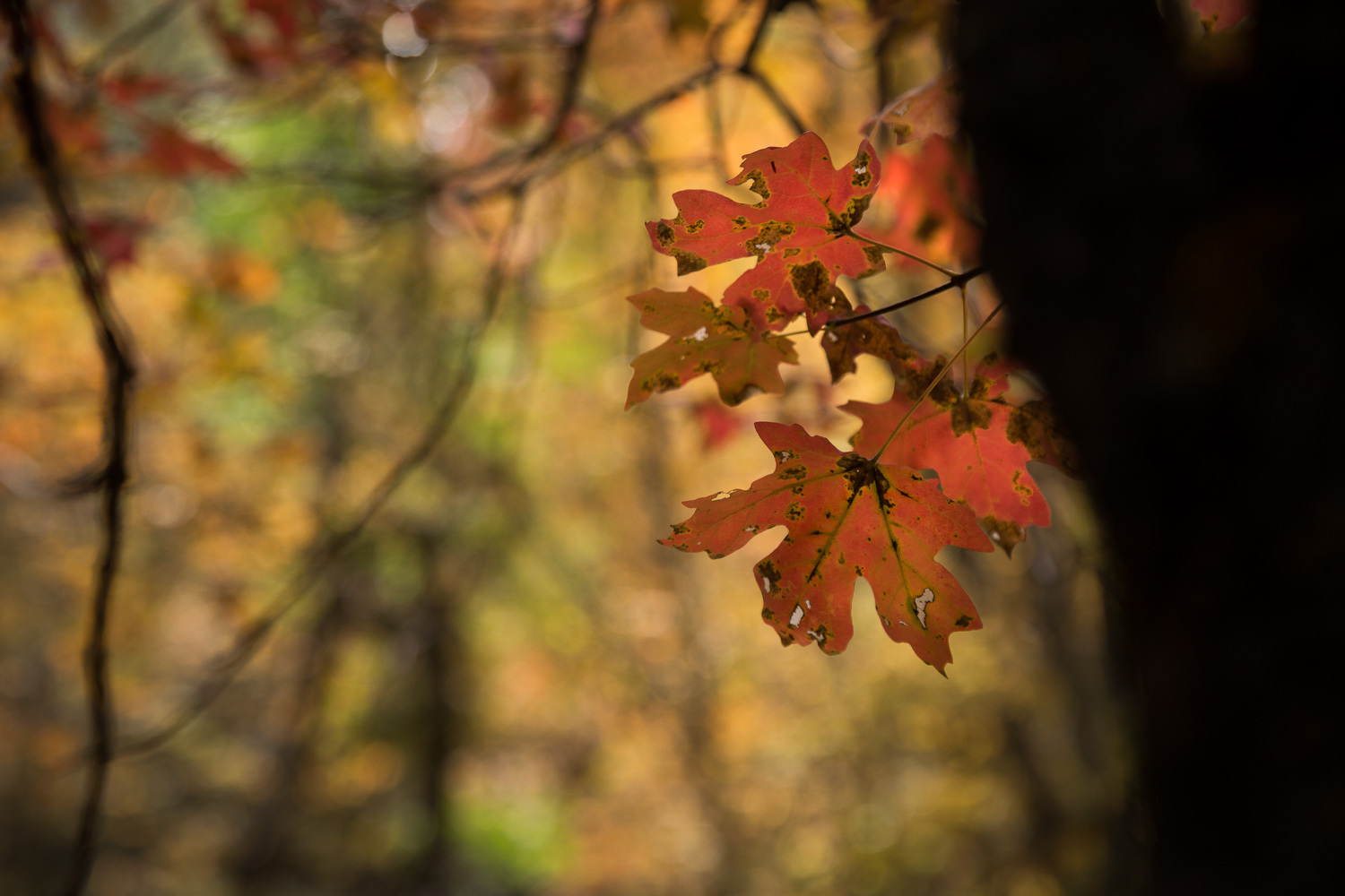 orange tatter_IR.jpg