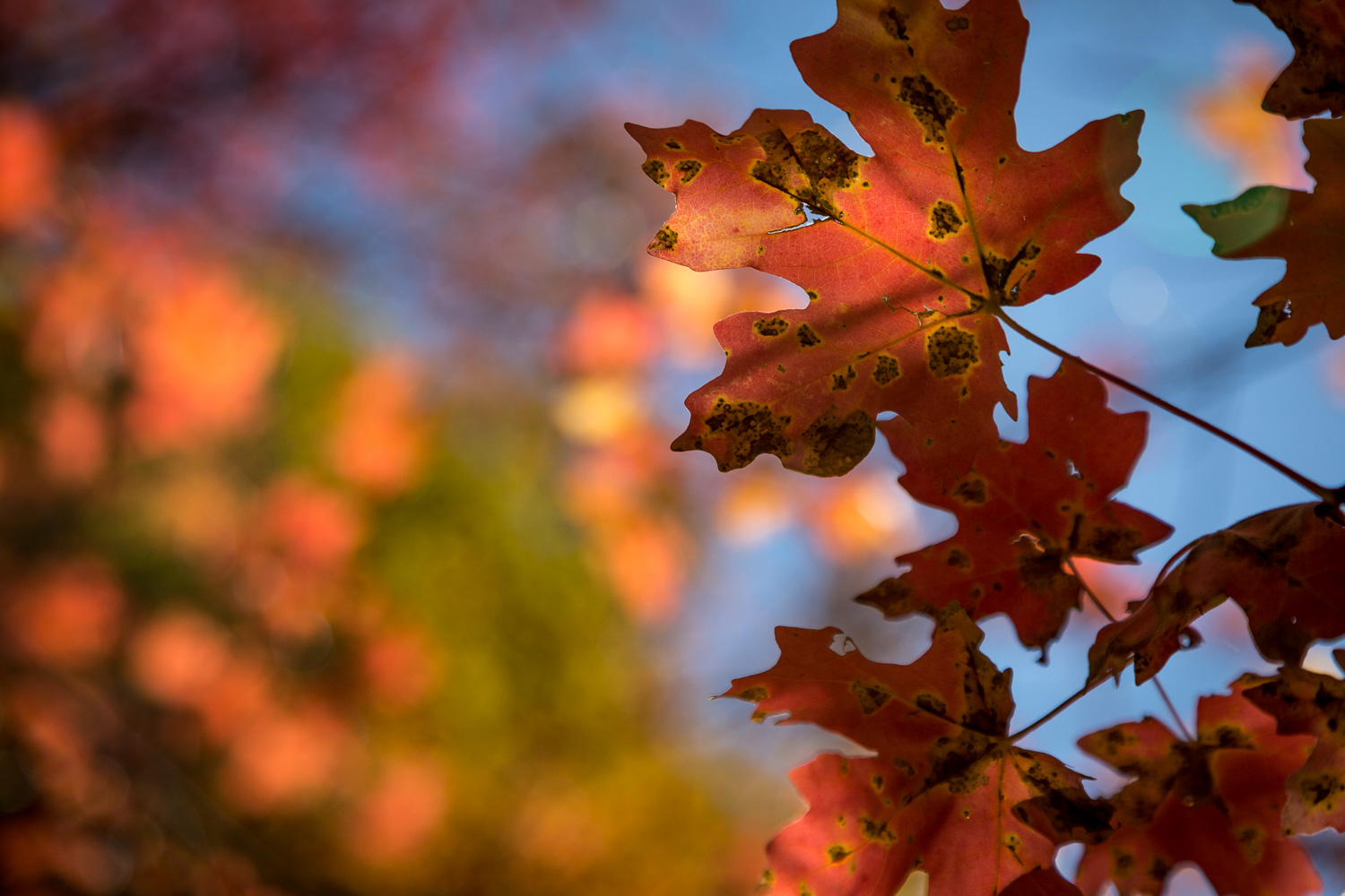 red leaf sky_IR.jpg