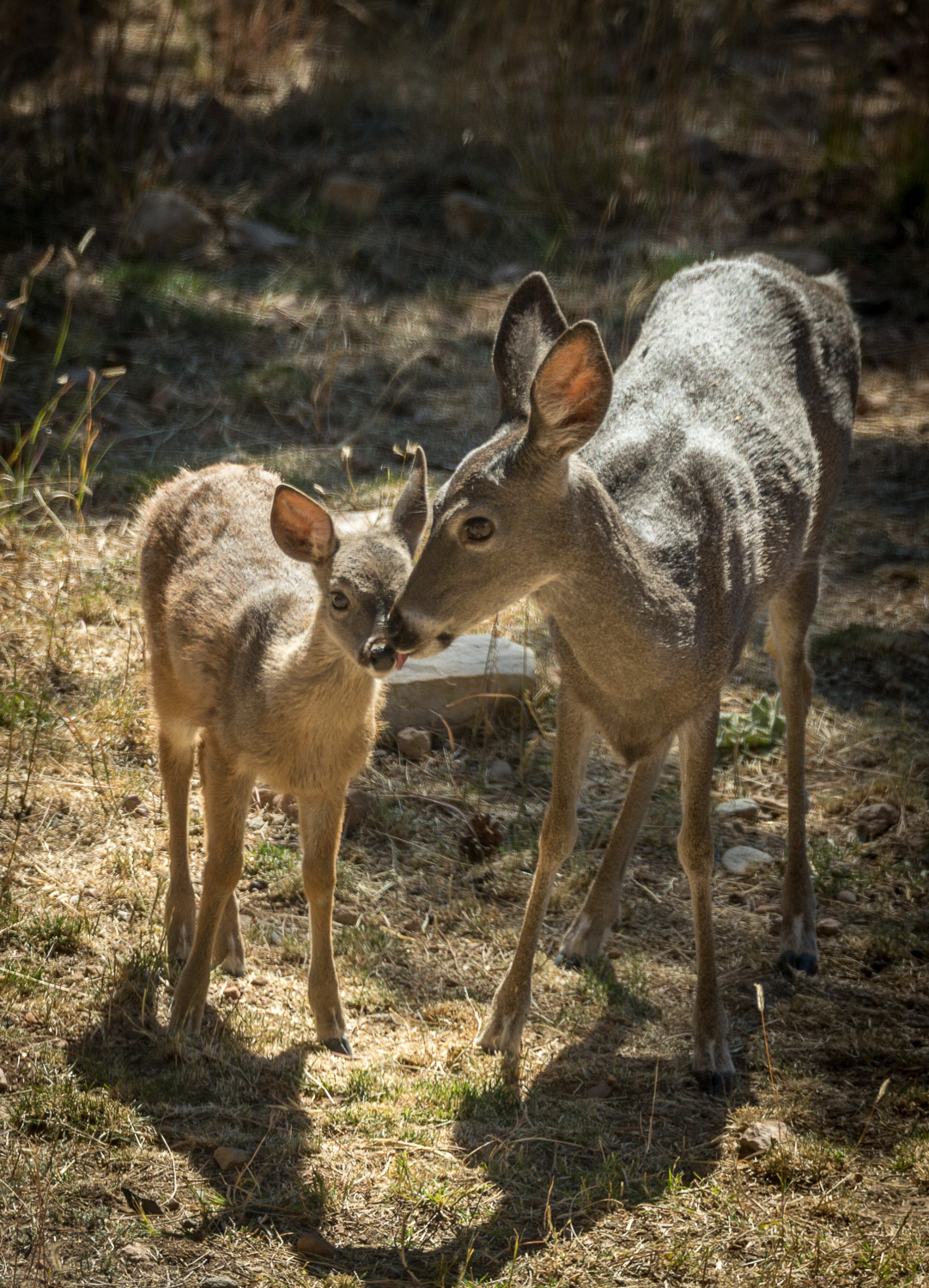 deerlick_IR.jpg