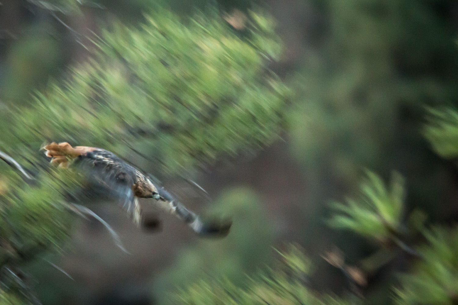 hawk attack_IR.jpg