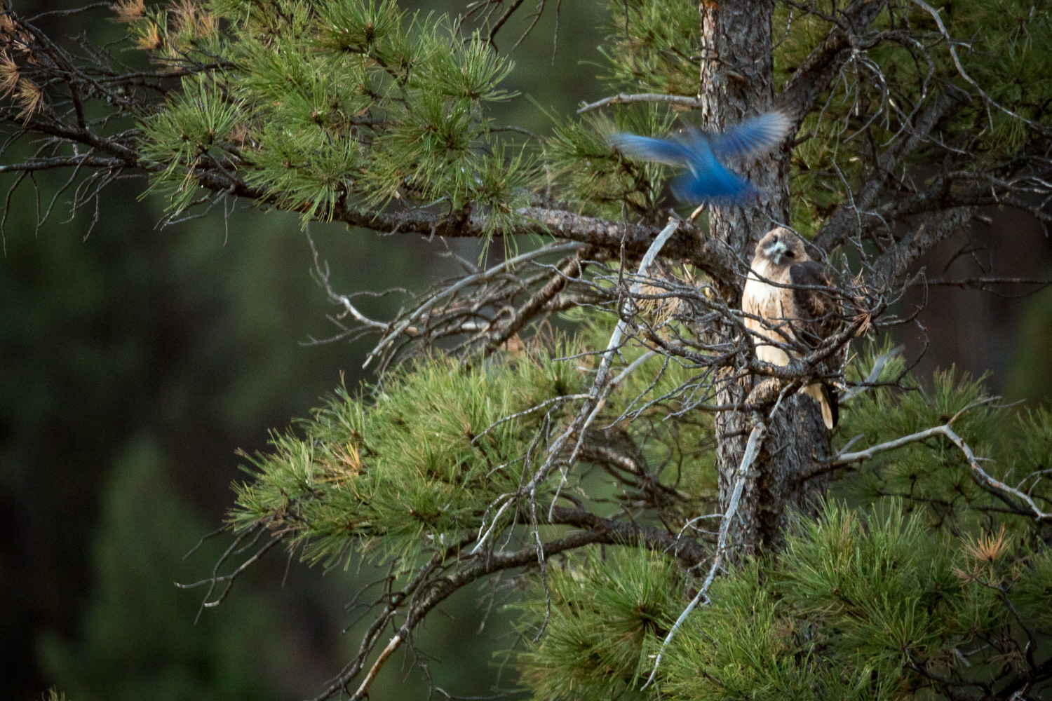 hawk blue_IR.jpg