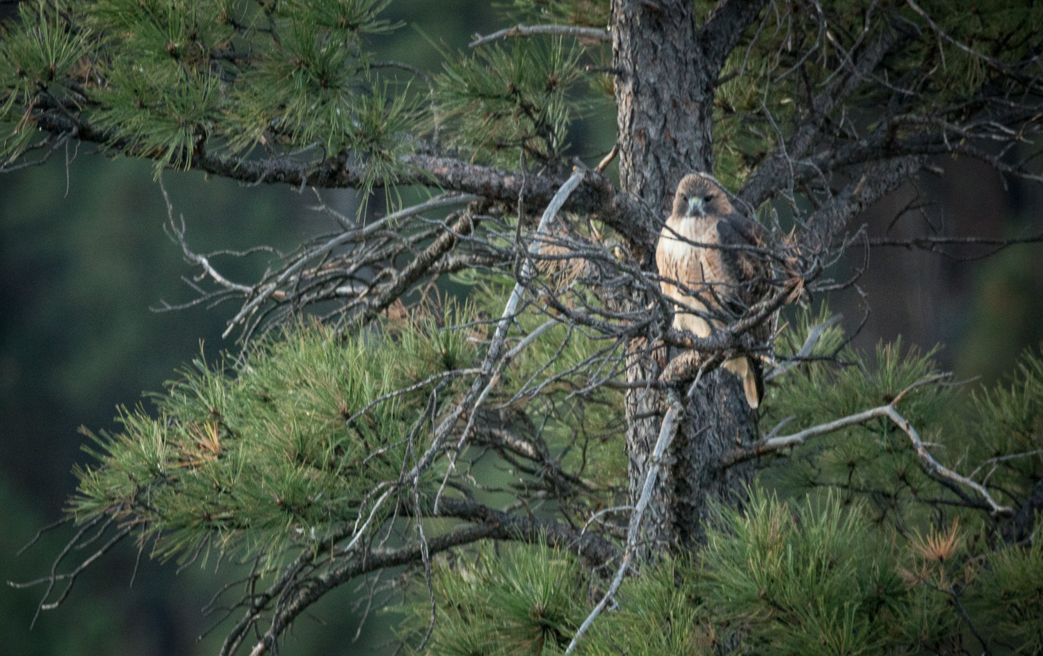 hawk see2_IR.jpg
