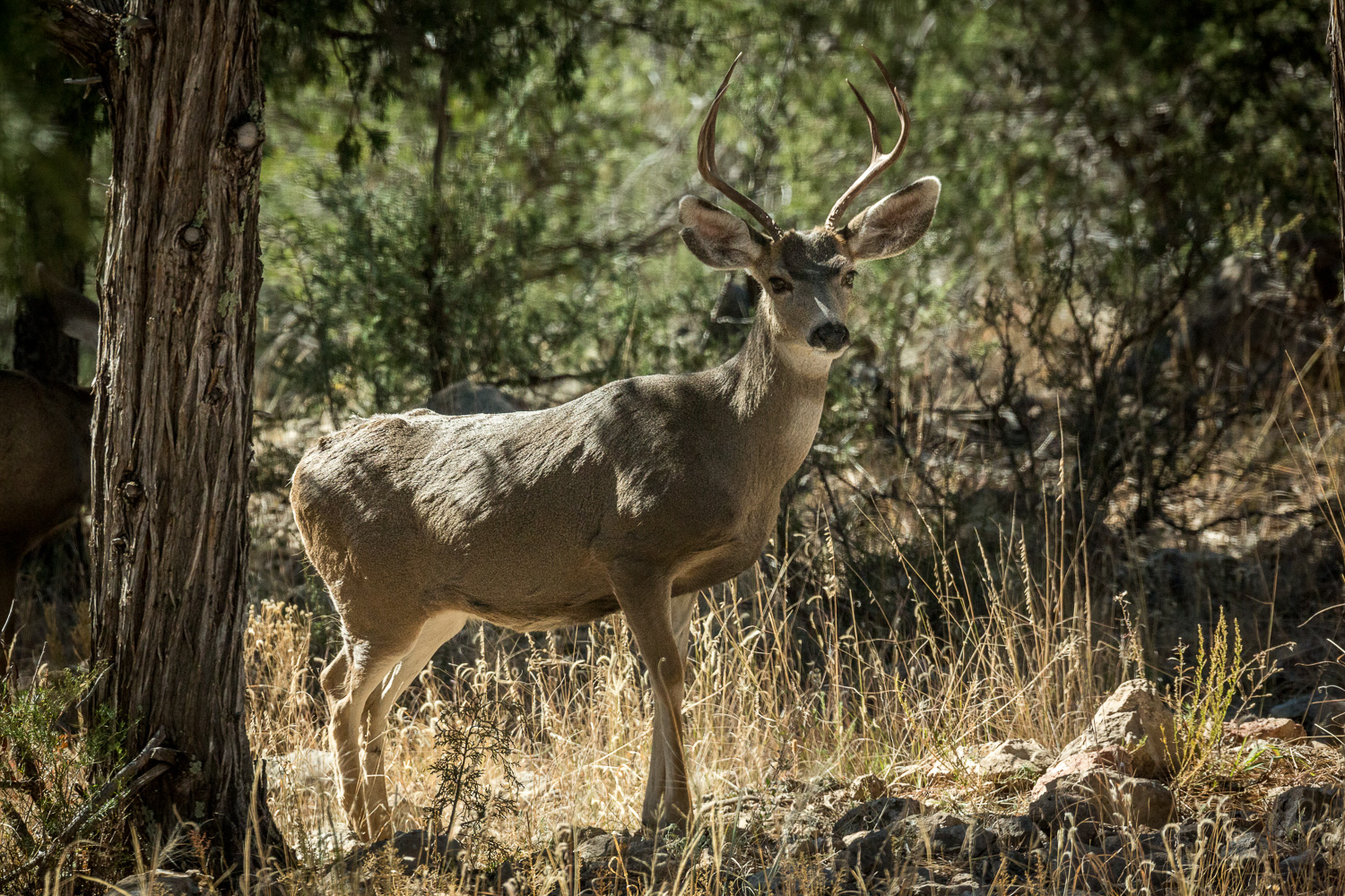 magestic buck_IR.jpg