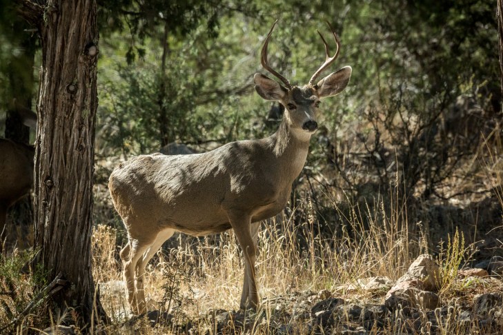 magestic buck_IR.jpg