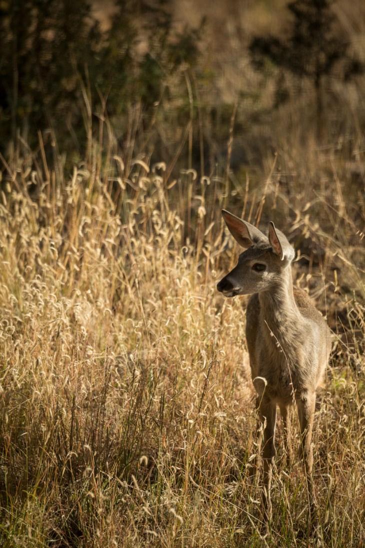spot grass vert turn_IR.jpg