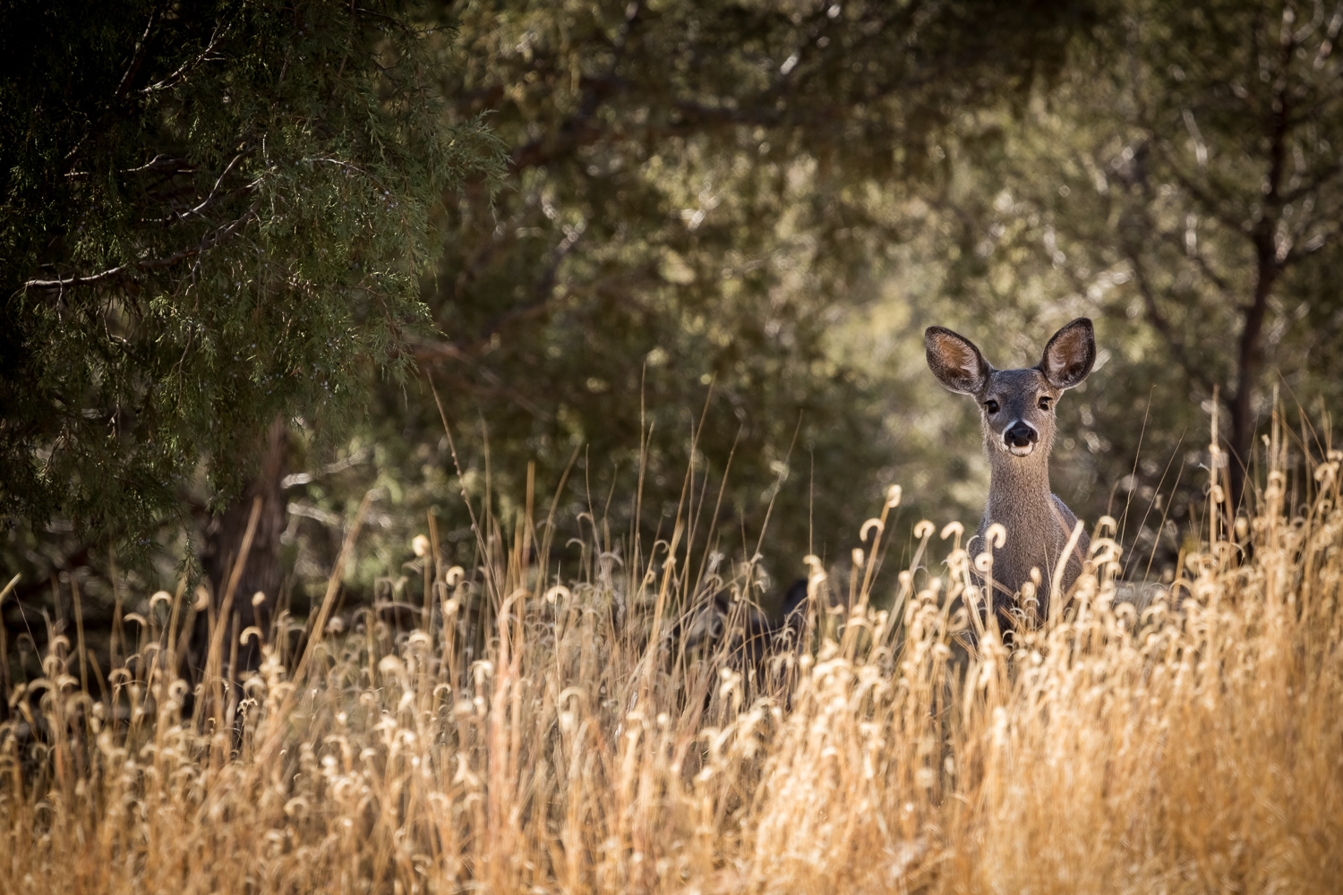 curious fawn_IR.jpg