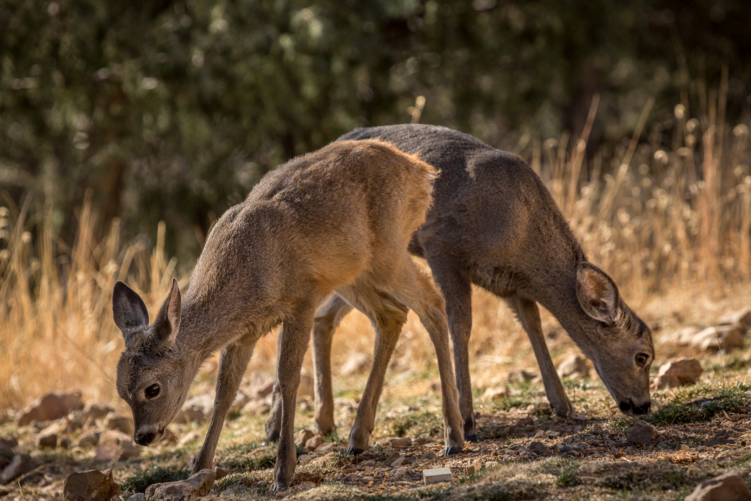 fawn bookends_IR.jpg