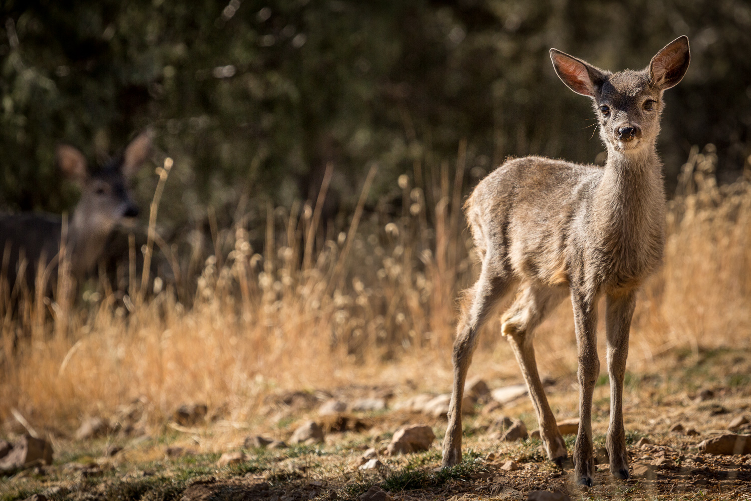 fawn momback_IR.jpg
