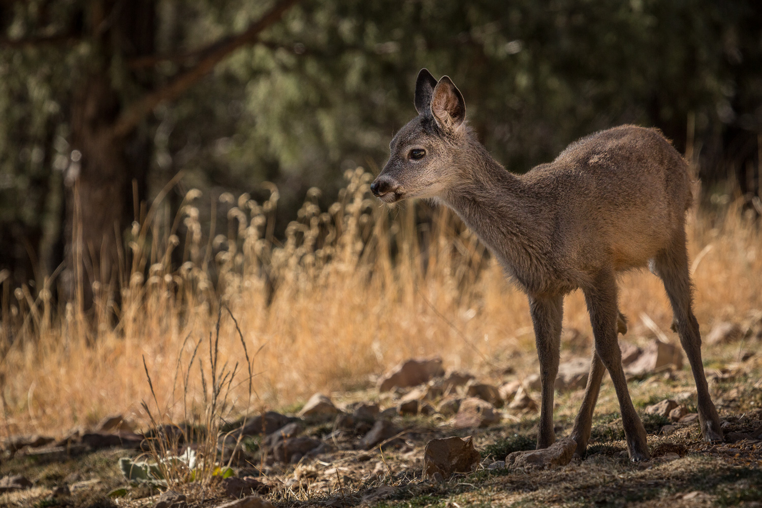 lil fawn_IR.jpg