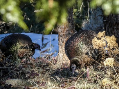 turkeys_IR.jpg