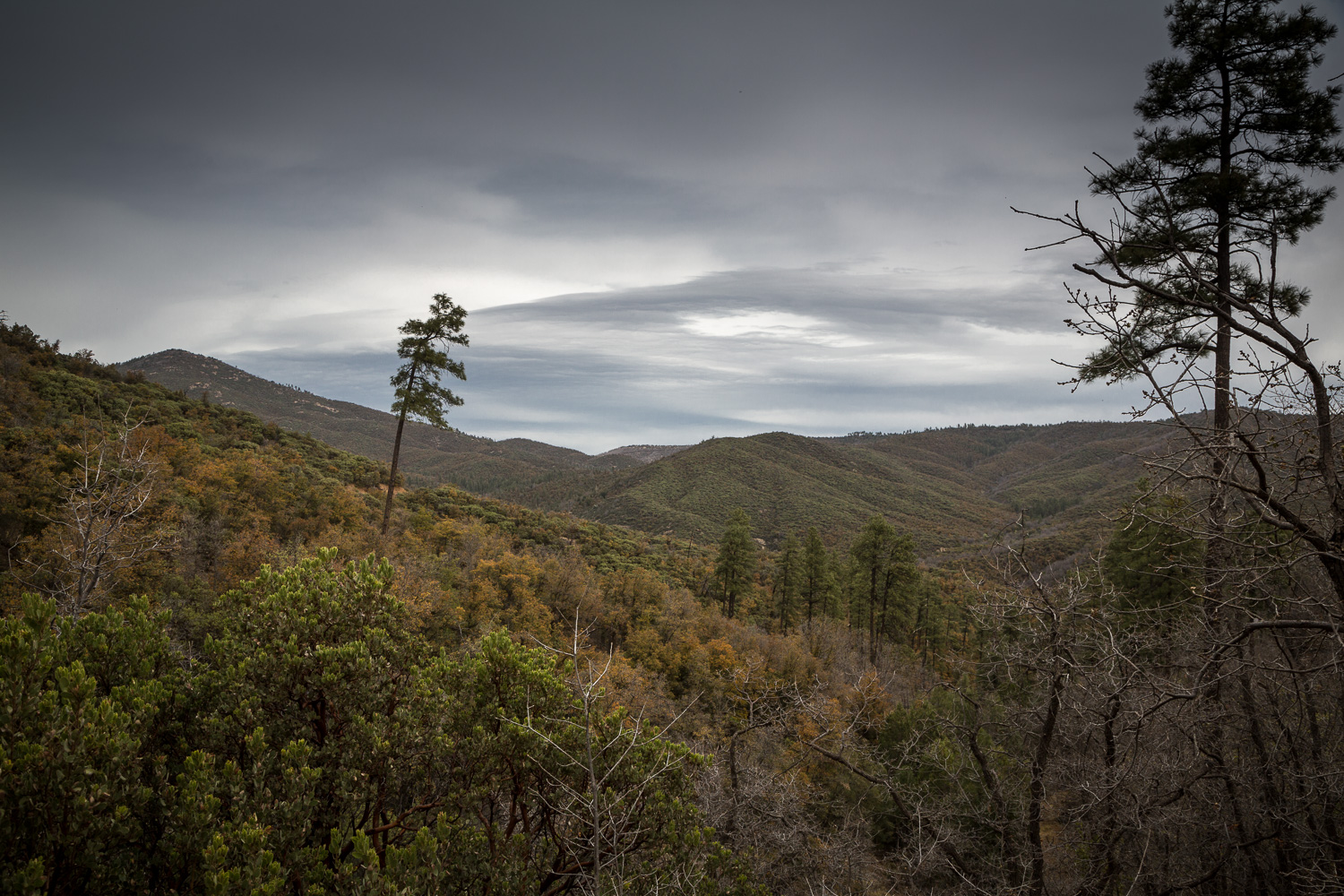 2tree mtns_IR.jpg