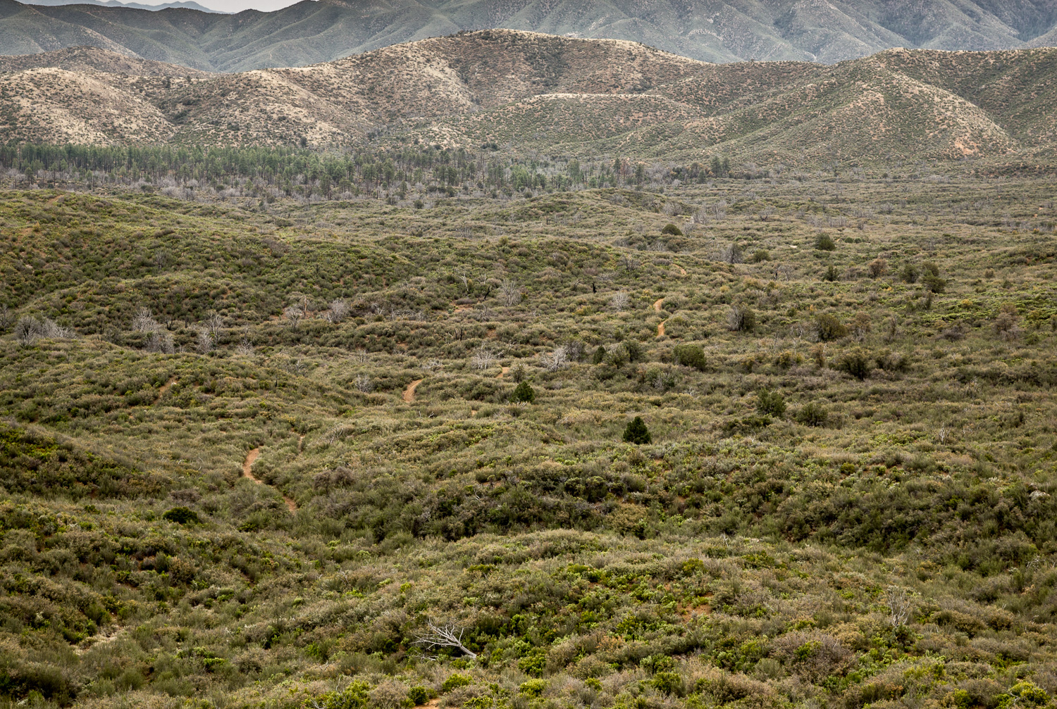 windyrd_IR.jpg