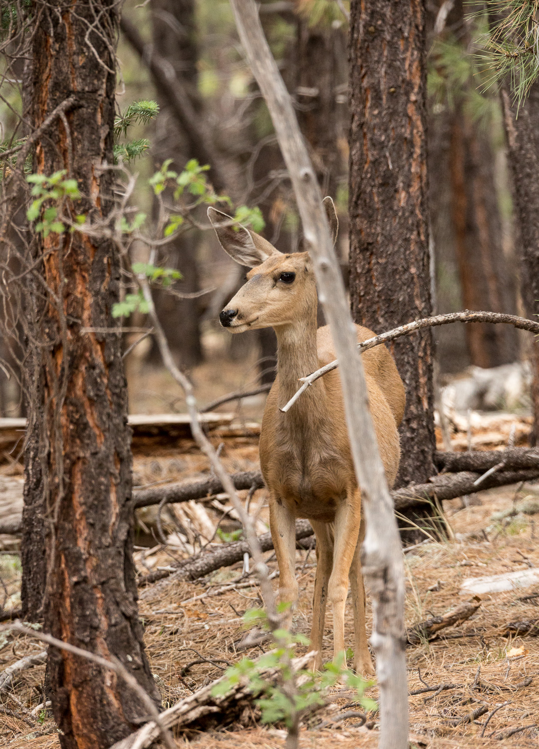 deertern_IR.jpg